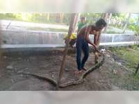 Warga Tanjungharjo Temukan Ular Sowo Kembang