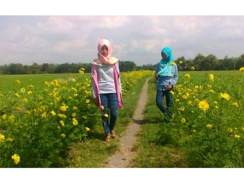 Sempat Mati, Bunga Kenikir di Bendo Kecamatan Kapas Bersemi Kembali