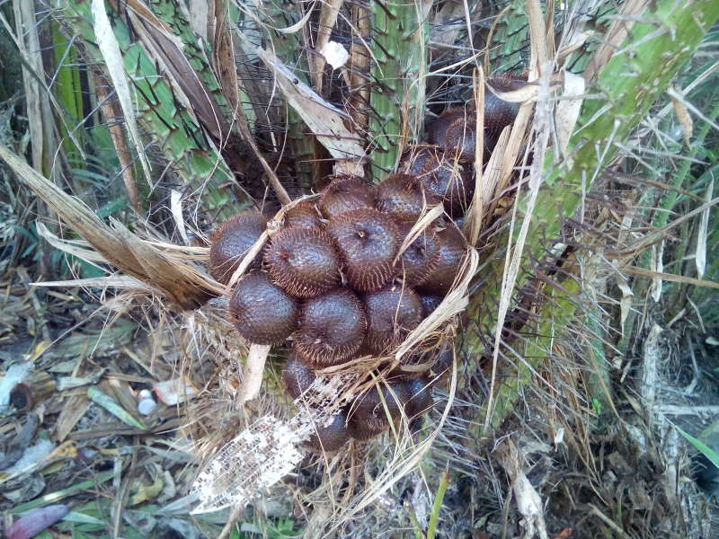 Petani Salak Wedi Tak Bisa Menikmati Untung Libur Lebaran