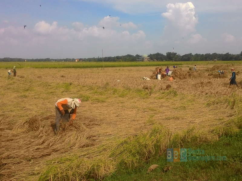 40 Persen Petani di Bojonegoro Terlambat Panen