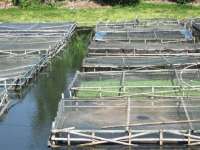 Perikanan Model Karamba Belum Diminati di Bojonegoro