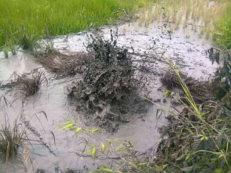 Lumpur Panas Ancam 20 Hektare Tanaman Bawang Merah