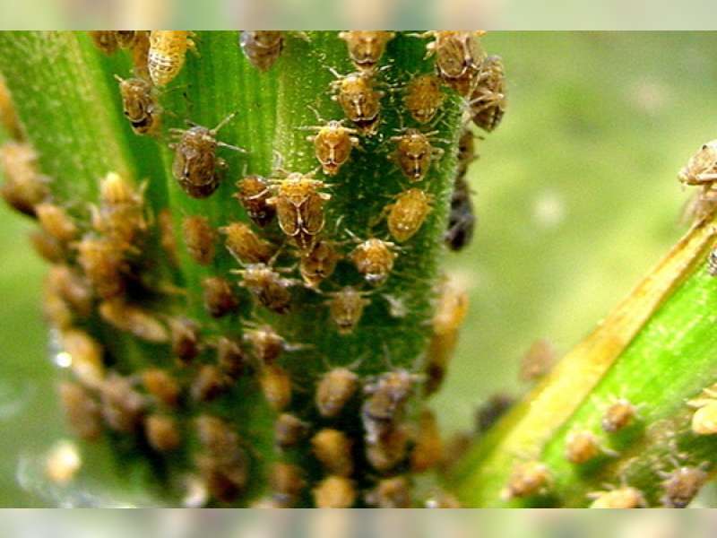 Disperta Temukan Inovasi Cairan Pembasmi Hama Wereng