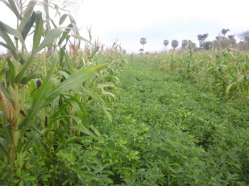 Musim Kemarau, Disperta Anjurkan Petani Tanam Palawija