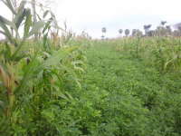 Musim Kemarau, Disperta Anjurkan Petani Tanam Palawija