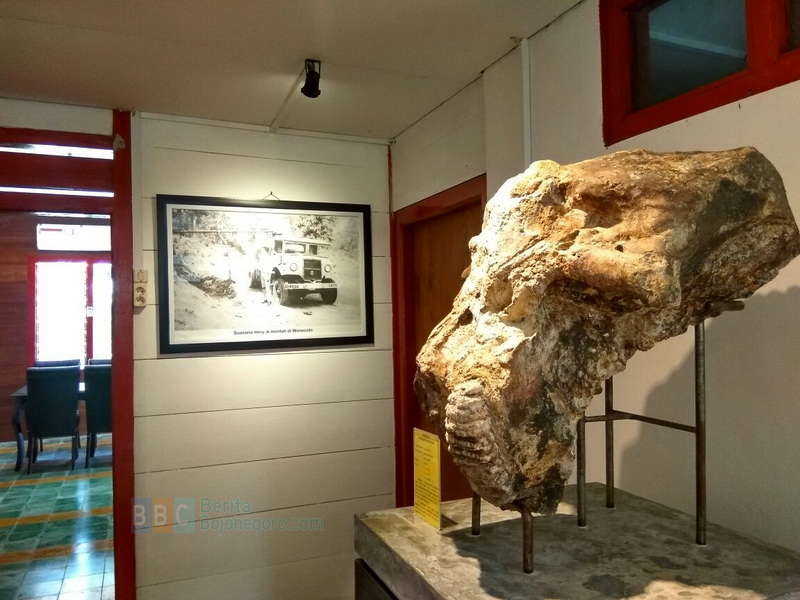 Fosil Rahang Stegodon di Rumah Singgah Wonocolo