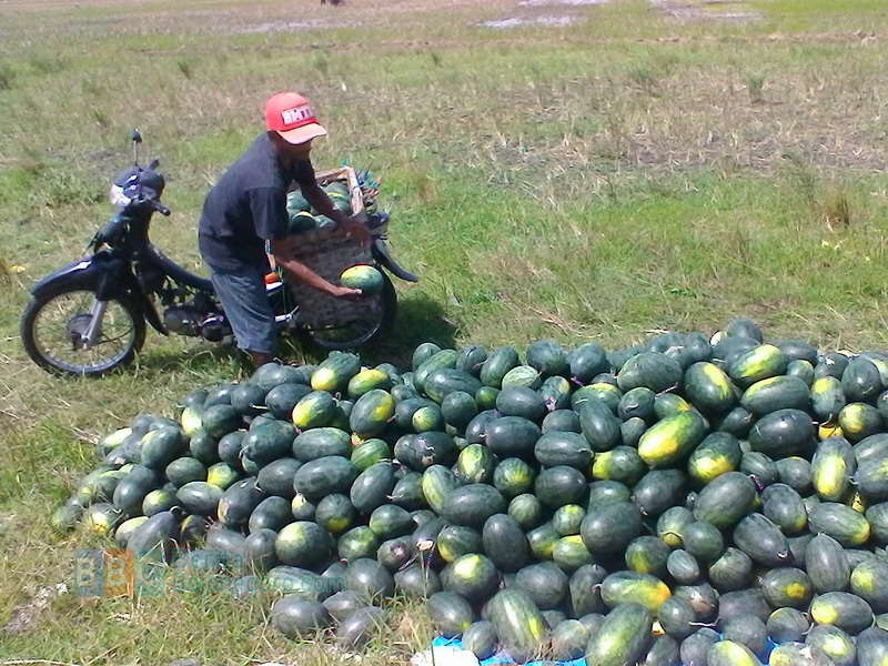 Petani Leran Kecamatan Kalitidu Panen Semangka