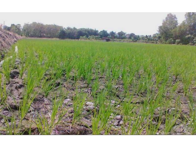 Lahan Pertanian di Pungpungan Kecamatan Kalitidu Mengering