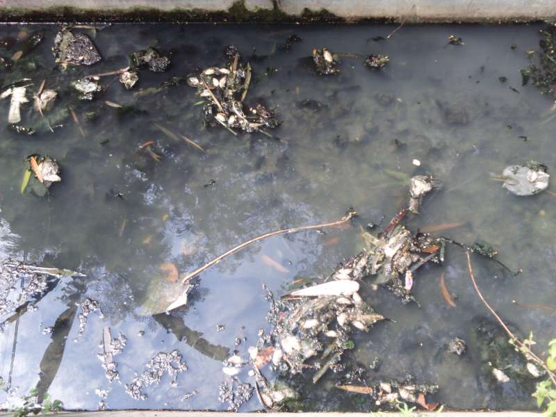 Ratusan Ikan Mati, Timbulkan Bau Amis