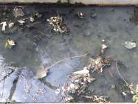 Ratusan Ikan Mati, Timbulkan Bau Amis