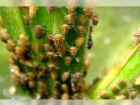 Hama Wereng Cokelat Serang Ratusan Hektare Tanaman Padi