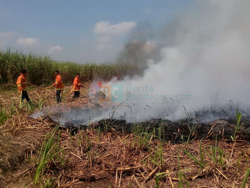 Dua Hektare LahanTebu Siap Tebang di Baureno Ludes Terbakar