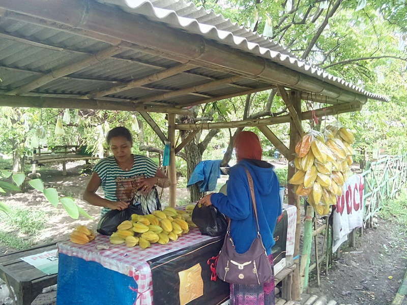 Hasil Panen Minim, Harga Belimbing di Agrowisata Ngringinrejo Naik