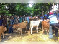 Jelang Idul Adha 1437 H, Permintaan Sapi Dari Luar Daerah Meningkat