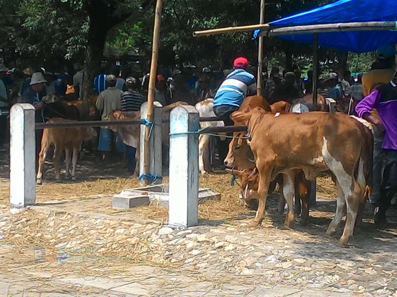 Disnakkan Bojonegoro Persiapkan Stok Sapi di Wilayahnya