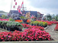 Nikmati Indahnya Bunga-Bunga di Taman Begonia