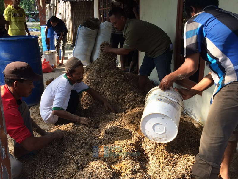 Warga Peternak Sapi di Gayam Dilatih Membuat Pakan Ternak