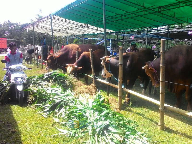 Besok, Kontes Ternak Digelar di Kecamatan Temayang