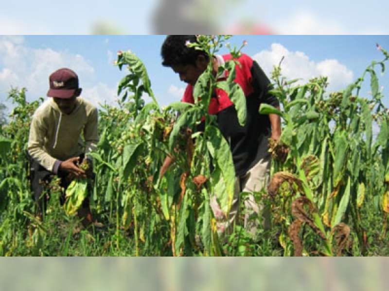 Petani Tembakau di Bojonegoro Kian Menurun