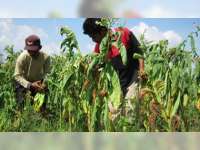 Petani Tembakau di Bojonegoro Kian Menurun
