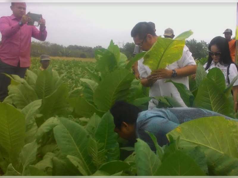 Anggota DPR RI Kunjungi Petani Tembakau di Kedungadem