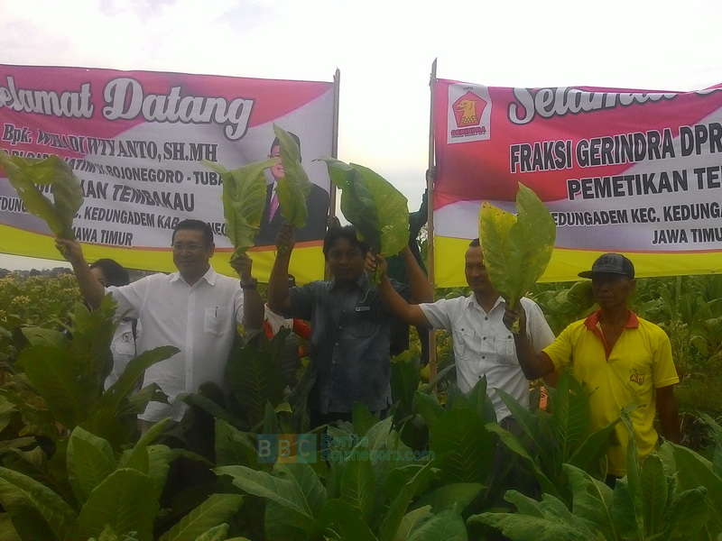 Jika Harga Cukai Naik, Petani Tembakau Gulung Tikar