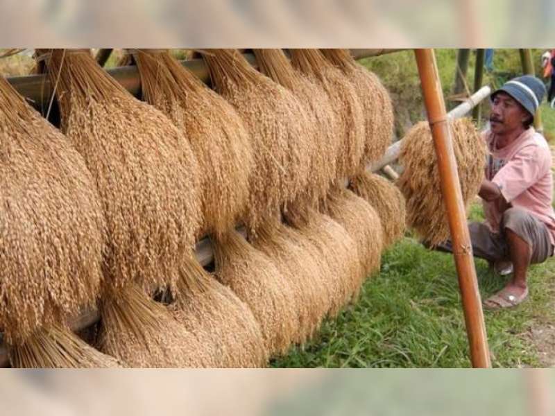 Dibeli Murah, Petani Tolak Jual Gabah ke Bulog