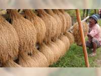 Dibeli Murah, Petani Tolak Jual Gabah ke Bulog