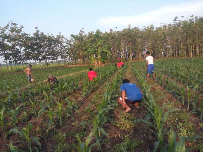 Maknai Kemerdekaan dengan Semangat Bertani