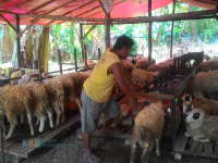 Pedagang Kambing Mulai Buka Kandang di Tepi Jalan