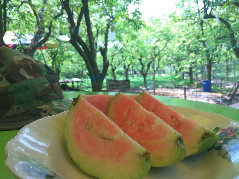 Agrowisata Ngringinrejo Mulai Kembangkan Jambu Merah