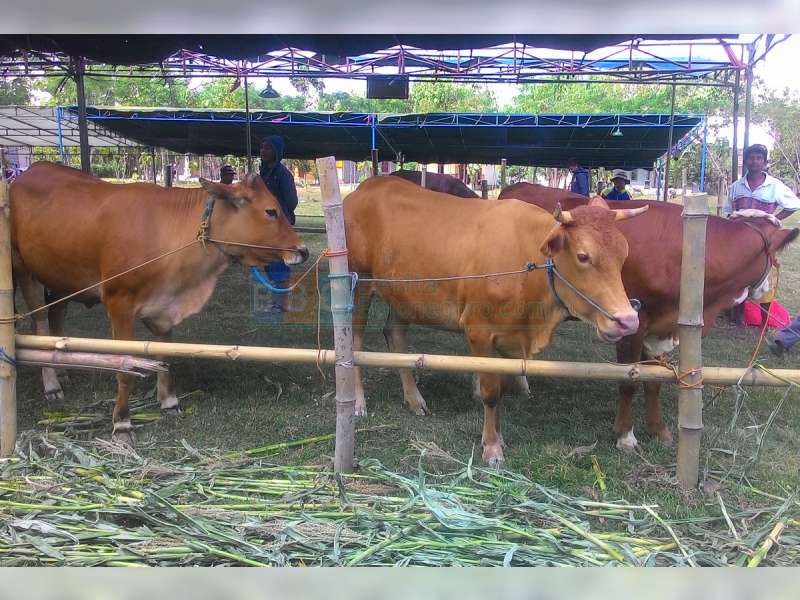 Tips Memilih Hewan Kurban Sesuai Syariat