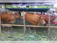 Tips Memilih Hewan Kurban Sesuai Syariat