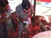 Disnakan Imbau Masyarakat Agar Teliti Memilih Hewan Kurban