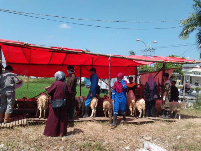 Hasil Pemeriksaan Disnakan, Ada Ratusan Hewan di Lapak Penjualan Belum Cukup Umur untuk Kurban