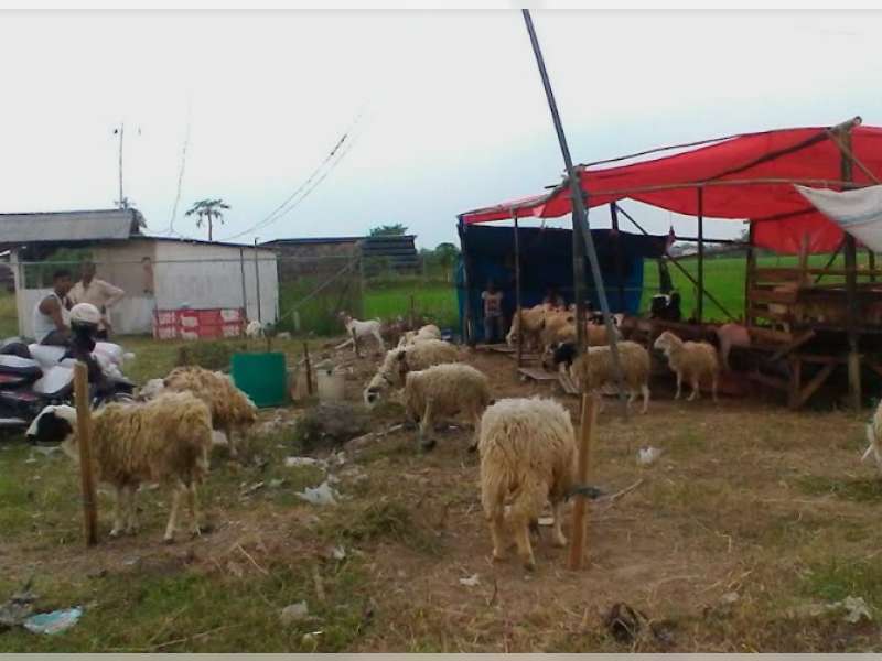 Puncak Permintaan Hewan Kurban Diperkirakan Pada H-1