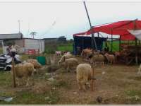 Puncak Permintaan Hewan Kurban Diperkirakan Pada H-1