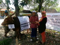 Karyawan EMCL Bagikan 25 Hewan Kurban