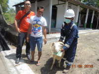 Karyawan dan Rekanan JOB PPEJ Bagikan 30 Ekor Hewan Kurban