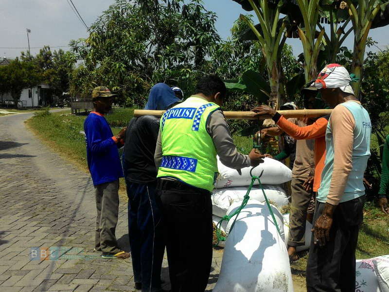 Bhabinkamtibmas Pantau Panen Raya di Desa Temu Kecamatan Kanor