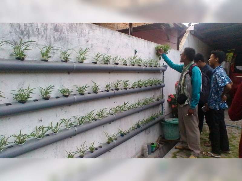 Bercocok Tanam Secara Hydroponik Jadi Tren