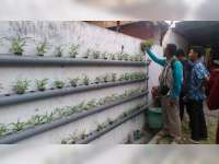 Bercocok Tanam Secara Hydroponik Jadi Tren