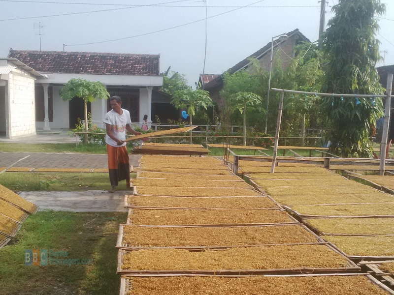 Petani di Kanor Keluhkan Rendahnya Kualitas dan Harga Tembakau