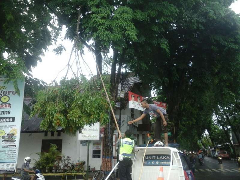 Bersihkan Cabang Pohon Jatuh