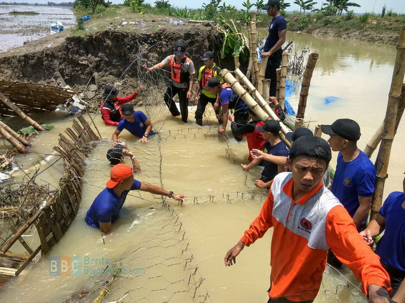 Inilah Data Kerugian Akibat Jebolnya Tanggul Kaliapur di Baureno