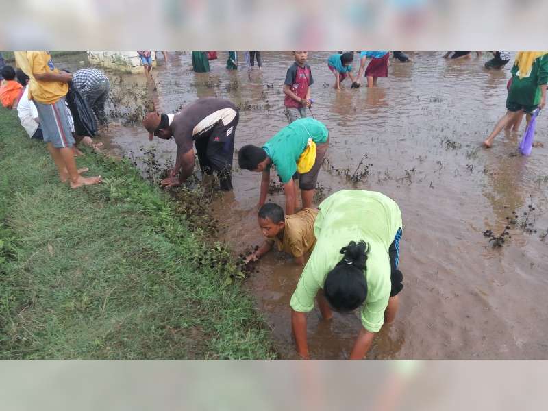 Grebeg Suro, 500 Ikan Lele Ditebar Disawah Jadi Rebutan Warga