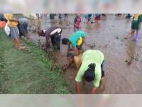 Grebeg Suro, 500 Ikan Lele Ditebar Disawah Jadi Rebutan Warga