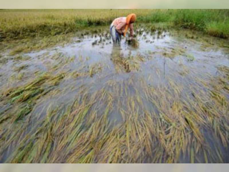 Petani Bantaran Bengawan Solo Terpaksa Panen Dini
