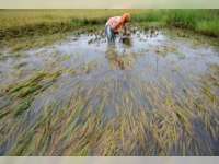 Petani Bantaran Bengawan Solo Terpaksa Panen Dini