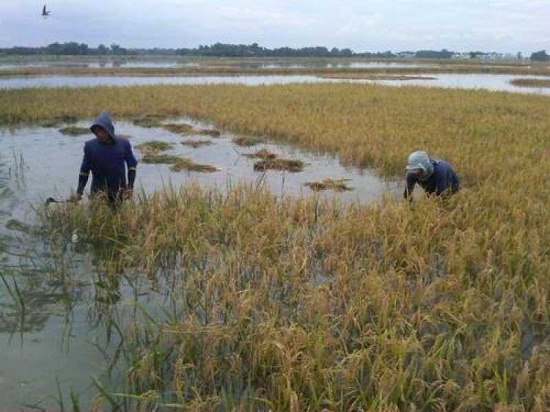 Tanaman Padi di Sambiroto Kapas Terendam Air